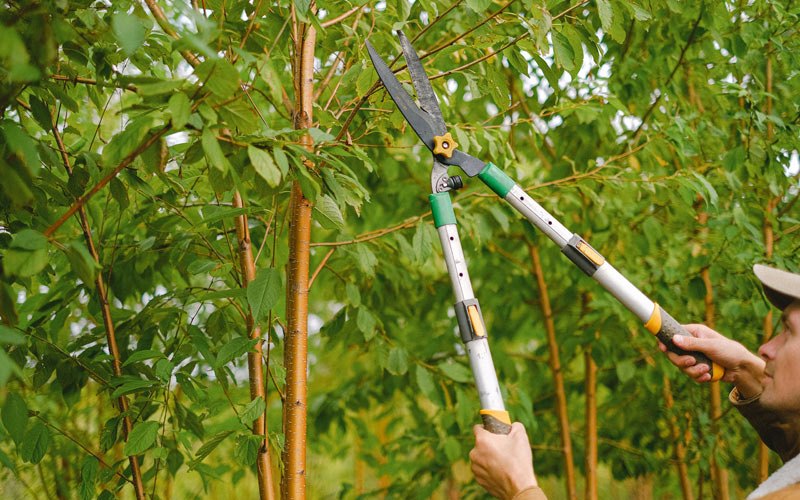 Tree trimming in Raymondville, MO